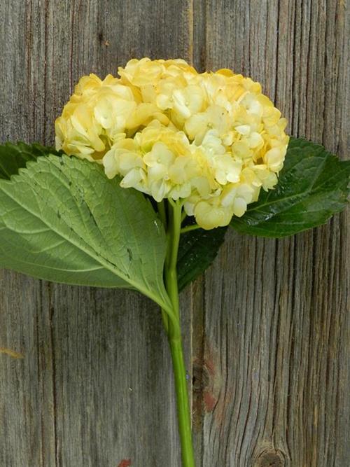 PAINTED FALL YELLOW #17 TINTED HYDRANGEAS